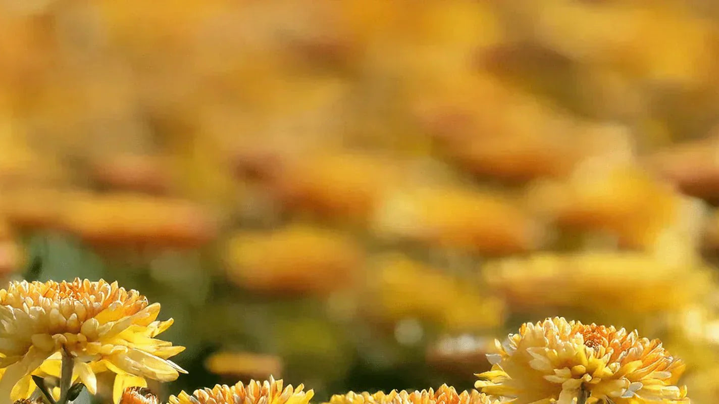 What is My Birth Flower? : November