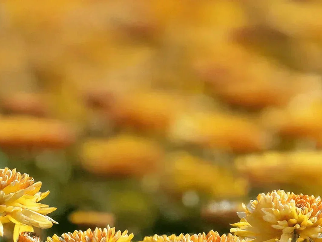 What is My Birth Flower? : November