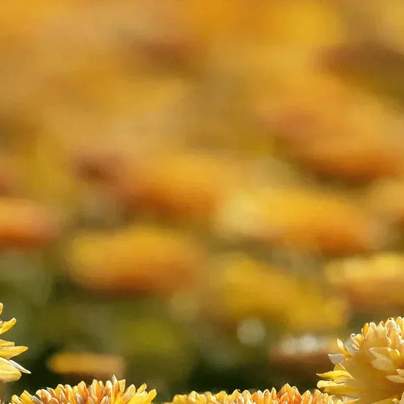 What is My Birth Flower? : November