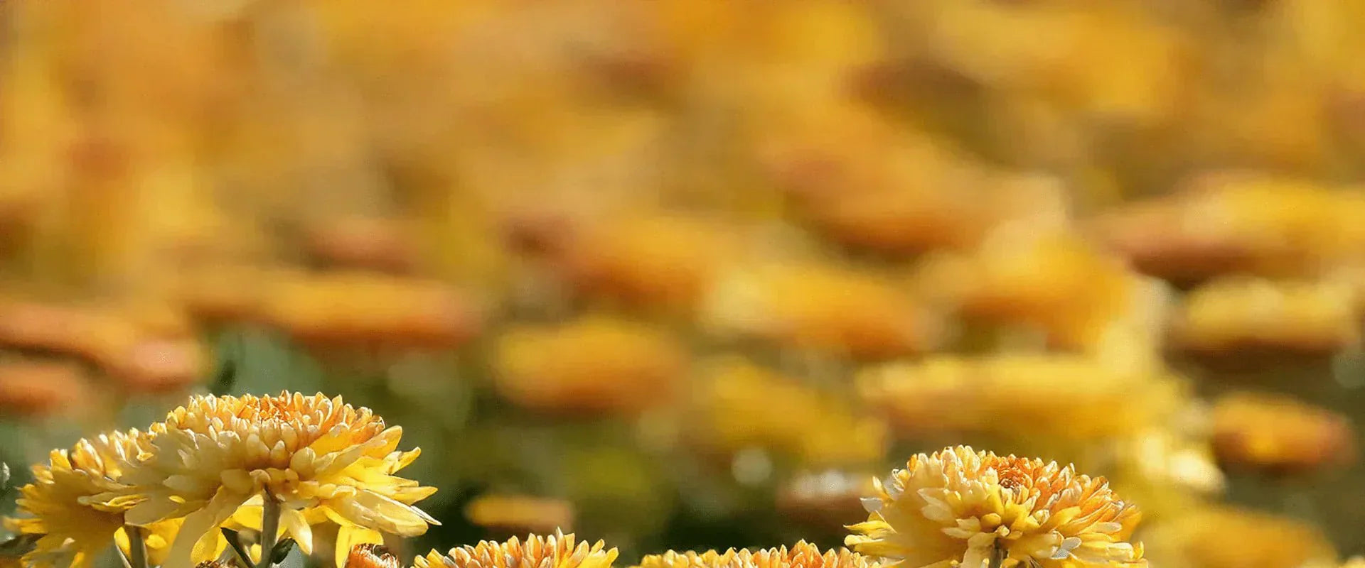 What is My Birth Flower? : November