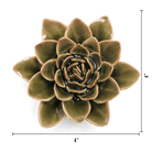 EG01 Olive Green Echeveria - Chive US Wholesale