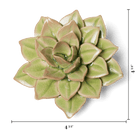 EG10 Peridot Green Fairy Echeveria - Chive US Wholesale