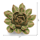 EG12 Avocado Green Firecracker Succulent - Chive US Wholesale