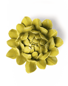 Chartreuse Sugarbush Protea - Chive Ceramics Studio - Ceramic Flowers - Chive Ceramics Studio