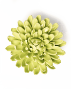 Yellow Green Pompom Mum - Chive Ceramics Studio - Ceramic Flowers - Chive Ceramics Studio