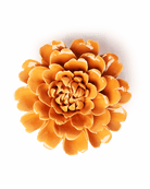 Orange Fiesta Marigold - Chive Ceramics Studio - Ceramic Flowers - Chive Ceramics Studio