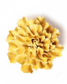 Burnt Yellow Tundra Carnation - Chive Ceramics Studio - Ceramic Flowers - Chive Ceramics Studio