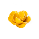France Ceramic Flower Wall Art Yellow Lotus - Chive Ceramics Studio - Ceramic Flowers - Chive Ceramics Studio