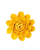 FR14 Burnt Yellow Empire Cabbage Flower - Chive Ceramics Studio - Ceramic Flowers - Chive Ceramics Studio