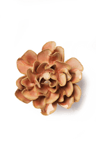 May Birth Flower - Carnation - Chive Ceramics Studio - Ceramic Flowers - Chive Ceramics Studio
