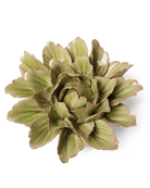 JA11 Peridot Sorbet Peony - Chive Ceramics Studio - Ceramic Flowers - Chive Ceramics Studio