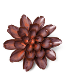 JA19 Peach Mocha Cornflower - Chive Ceramics Studio - Ceramic Flowers - Chive Ceramics Studio