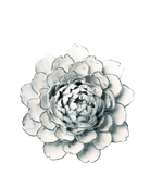 Blue White Hermione Peony - Chive Ceramics Studio - Ceramic Flowers - Chive Ceramics Studio